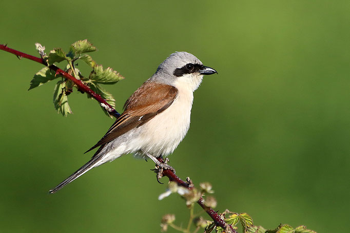 Neuntöter (Lanius collurio), Red-backed Shrike © Thorsten Krüger