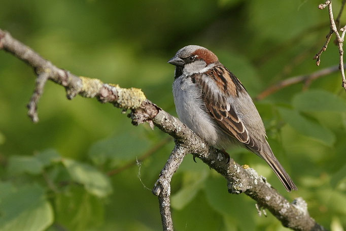 Haussperling (Passer domesticus), House Sparrow © Thorsten Krüger