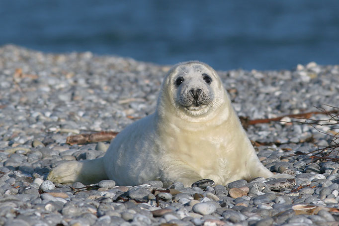 Junge Kegelrobbe (Halichoerus grypus), Grey Seal © Thorsten Krüger