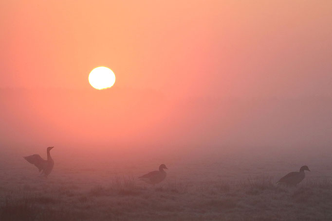 Graugänse (Anser anser), Greylag Geese © Thorsten Krüger