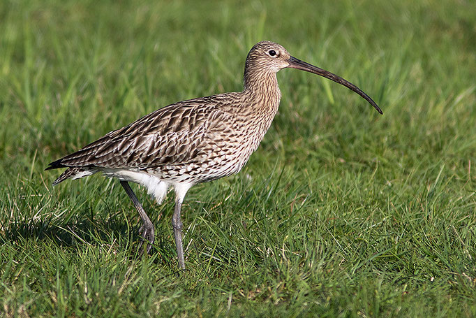 Großer Brachvogel (Numenius arquata), Eurasian Curlew © Thorsten Krüger