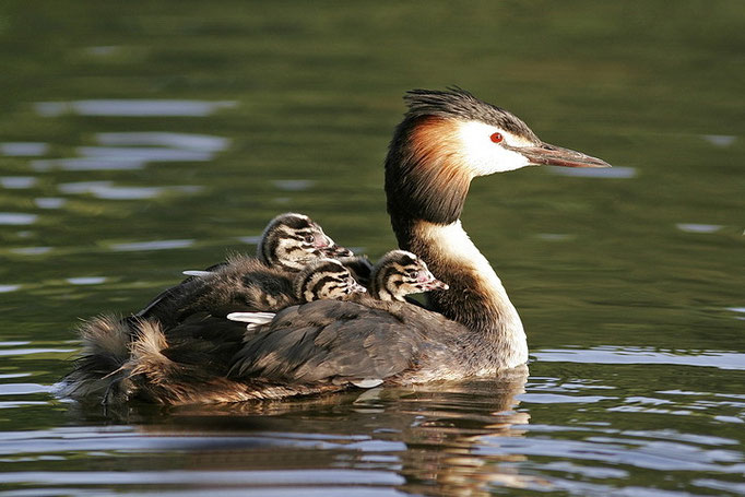 Haubentaucher (Podiceps cristatus), Great Crested Grebe © Thorsten Krüger
