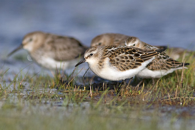 Zwergstrandläufer (Calidris minuta), Little Stint © Thorsten Krüger