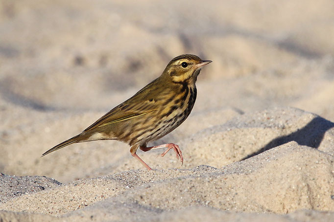Waldpieper (Anthus hodgsoni), Olive-backed Pipit; Helgoland 2018 © Thorsten Krüger