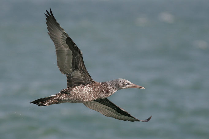Basstölpel (Sula bassana), Northern Gannet © Thorsten Krüger