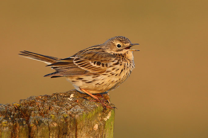 Wiesenpieper (Anthus pratensis), Meadow Pipit © Thorsten Krüger