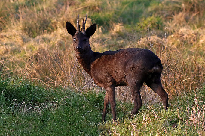 Reh, dunkle Morphe (Capreolus capreolus), dark morph European Roe Deer © Thorsten Krüger