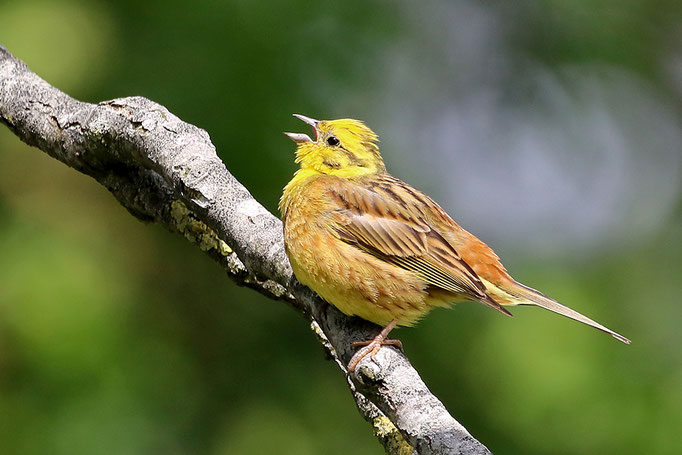 Goldammer (Emberiza citrinella), Yellowhammer © Thorsten Krüger