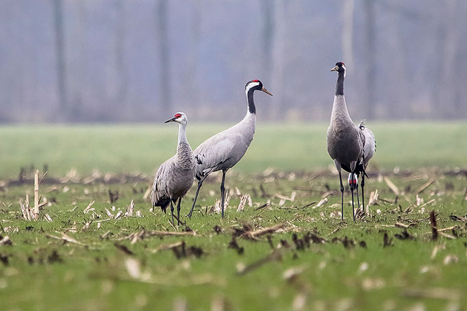 Kanadakranich (Antigone canadensis), Sandhill Crane; Gr. Hesepe 2025 © Thorsten Krüger