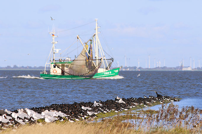 Hochwasserrast auf Buhne, Waders and gulls at high tide roost © Thorsten Krüger