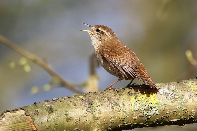 Zaunkönig (Troglodytes troglodytes), Wren © Thorsten Krüger