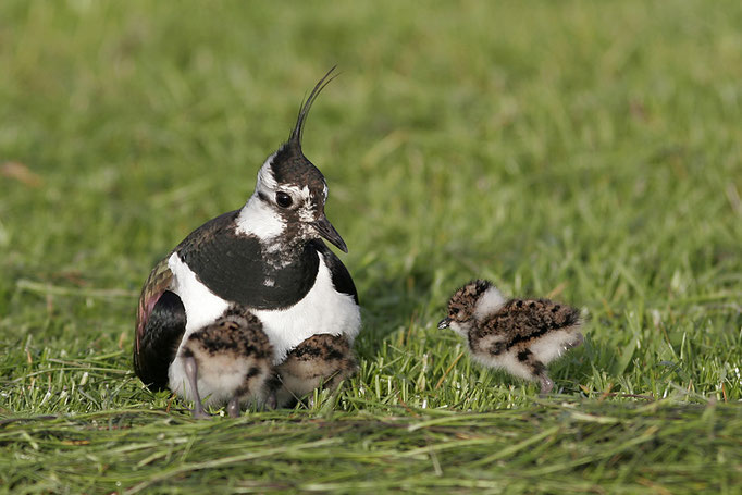 Kiebitz-Weibchen (Vanellus vanellus) hudert Jungvögel, female Norther Lapwing with chicks © Thorsten Krüger
