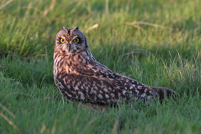 Sumpfohreule (Asio flammaeus), Short-eared Owl © Thorsten Krüger