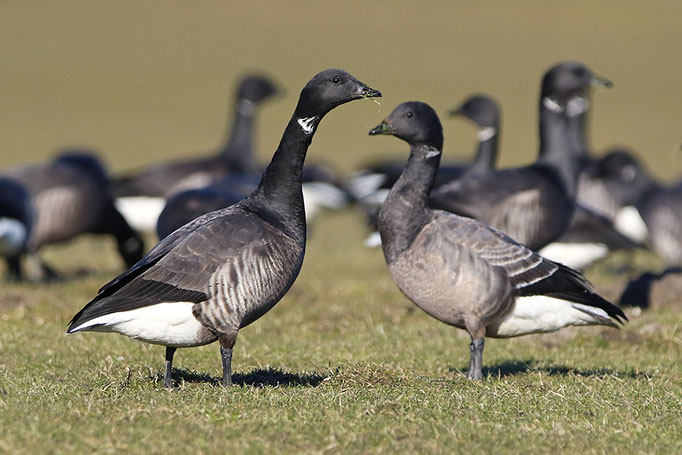 Ringelgänse (Branta b. bernicla), Brent Geese © Thorsten Krüger