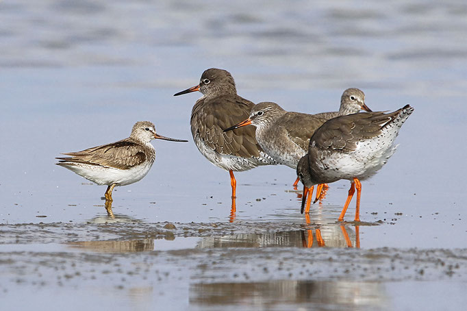 Terekwasserläufer (Xenus cinereus), Terek Sandpiper; Dangast 2019 © Thorsten Krüger