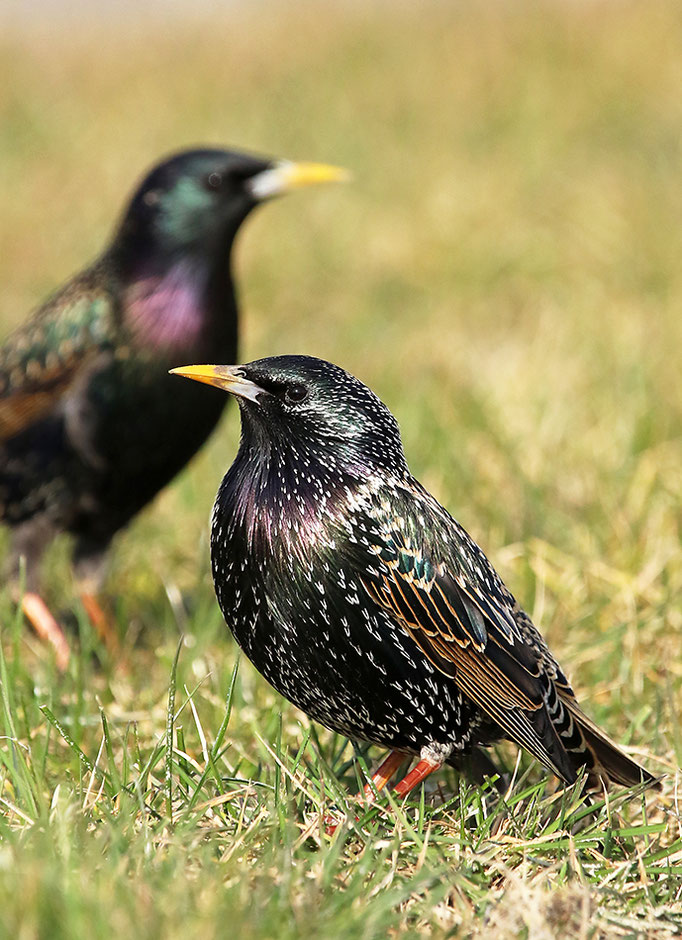 Star (Sturnus vulgaris), Common Starling © Thorsten Krüger