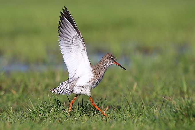 Rotschenkel (Tringa totanus), Common Redshank © Thorsten Krüger
