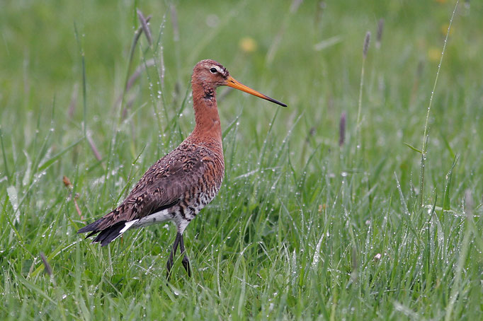 Uferschnepfe (Limosa l. limosa), male Black-tailed Godwit on a rainy day © Thorsten Krüger