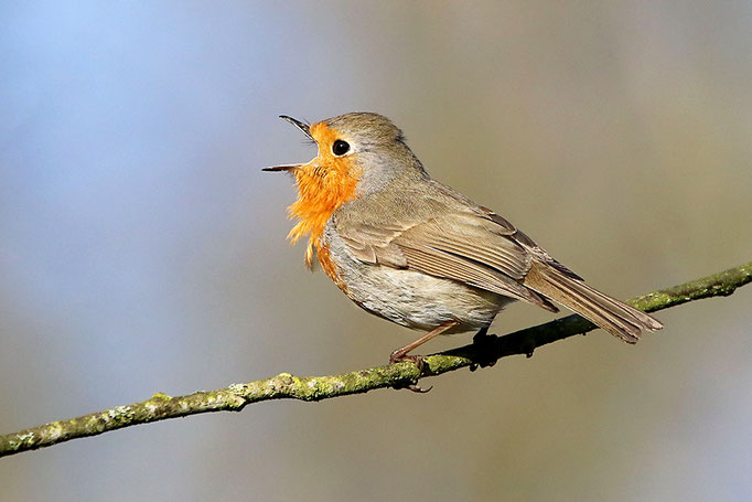 Rotkehlchen (Erithacus rubecula), European Robin © Thorsten Krüger