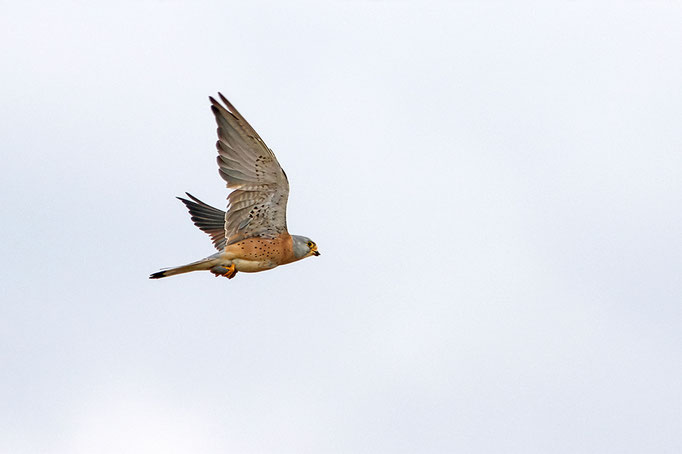 Rötelfalke (Falco naumanni), Lesser Kestrel 2015 © Thorsten Krüger 