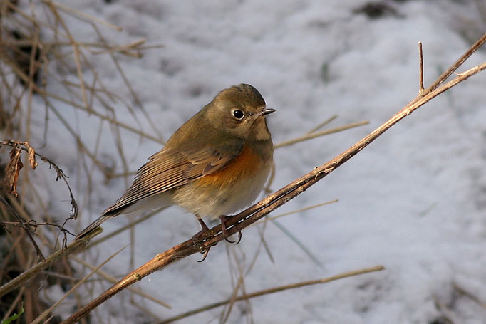Blauschwanz (Tarsiger cyanurus), Red-flanked Bluetail; Ilten 2006 © Thorsten Krüger