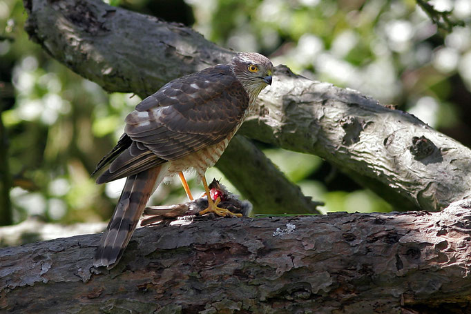 Sperber (Accipiter nisus), Sparrowhawk © Thorsten Krüger