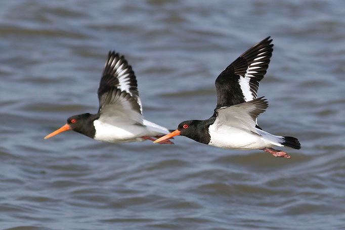 Austernfischer (Haematopus ostralegus), Eurasian Oystercatcher © Thorsten Krüger