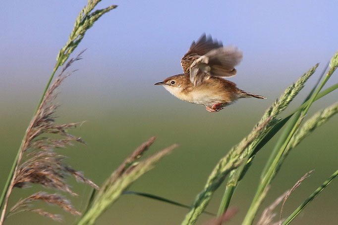 Zistensänger (Cisticola juncidis), Zitting Cisticola; Campen 2023 © Thorsten Krüger