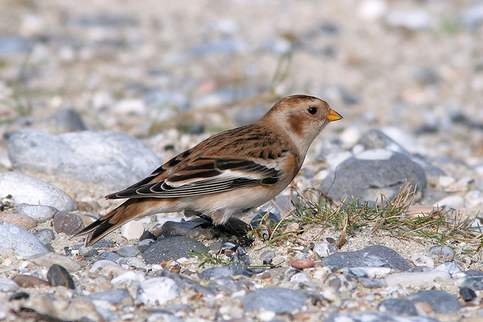 Schneeammer (Plectrophenax nivalis), Snow Bunting, winter female © Thorsten Krüger