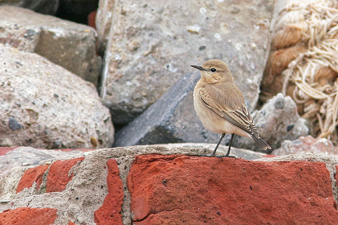Isabellsteinschmätzer (Oenanthe isabellina), Isabelline Wheatear; Helgoland 2006 © Thorsten Krüger