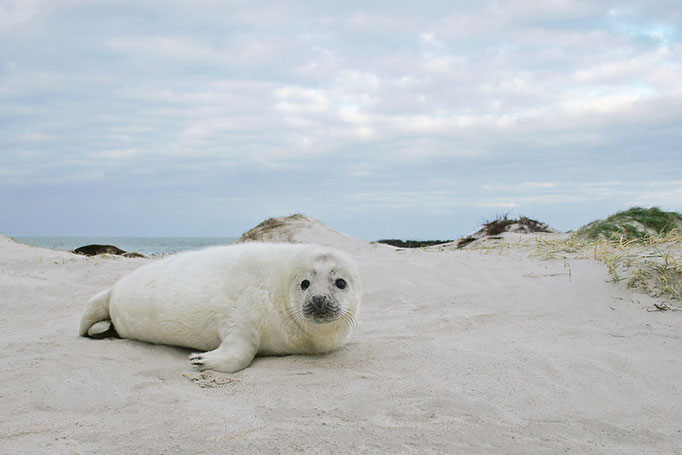 Junge Kegelrobbe (Halichoerus grypus), Grey Seal © Thorsten Krüger