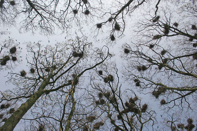 Saatkrähen-Kolonie (Corvus frugilegus), Rookery © Thorsten Krüger