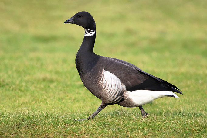 "Pazifische Ringelgans" (Branta bernicla nigricans), Black Brant Goose; Schillig 2026 © Thosten Krüger