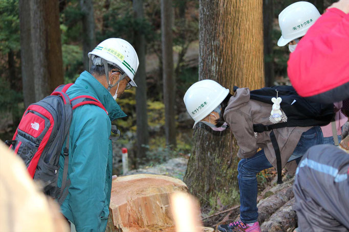 木の年輪を数えてみる