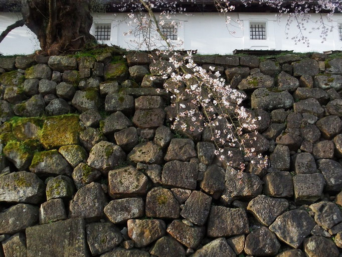 金沢城　石垣と桜２