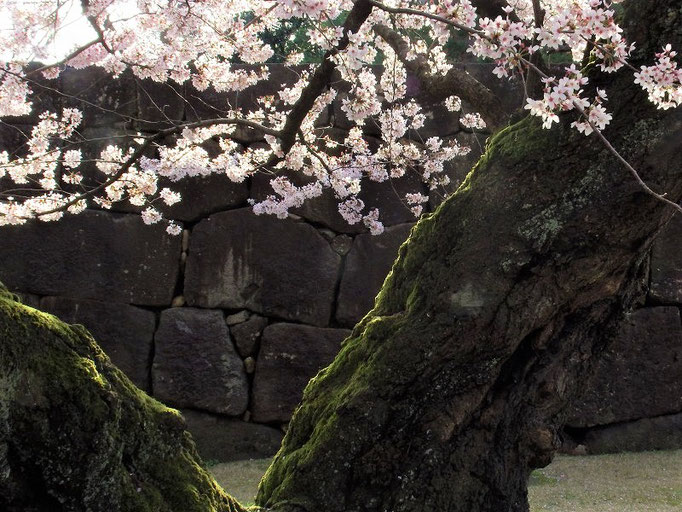 金沢城　石垣と桜１