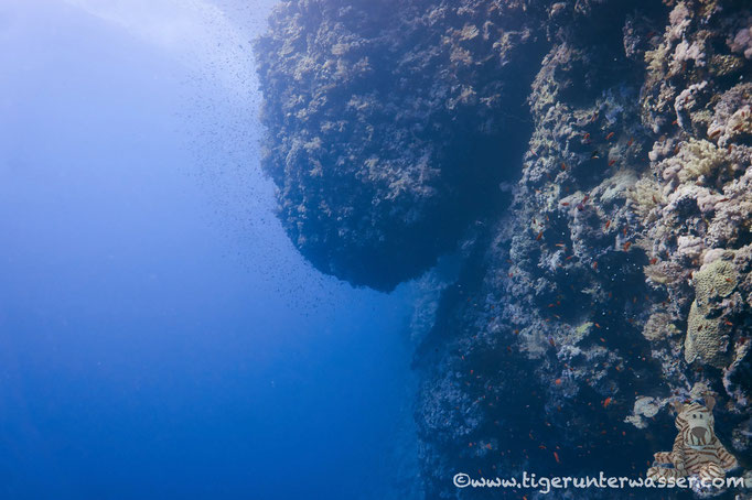 Elphinstone / Red Sea / Aquarius Diving Club