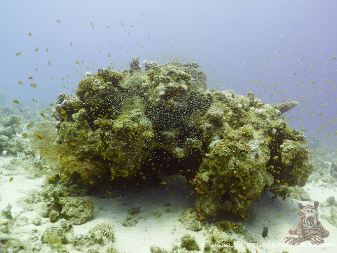 Umm Kamar / Hurghada - Red Sea / Aquarius Diving Club