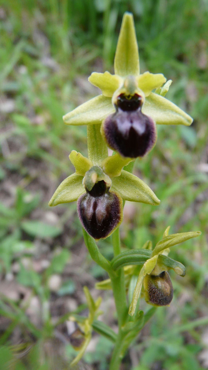 Ophrys araignée... des yeux, des pattes et la couleur noire si rare dans le monde végétal....