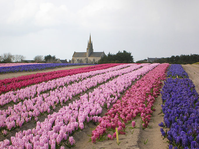 Blumenanbau beim La Torche