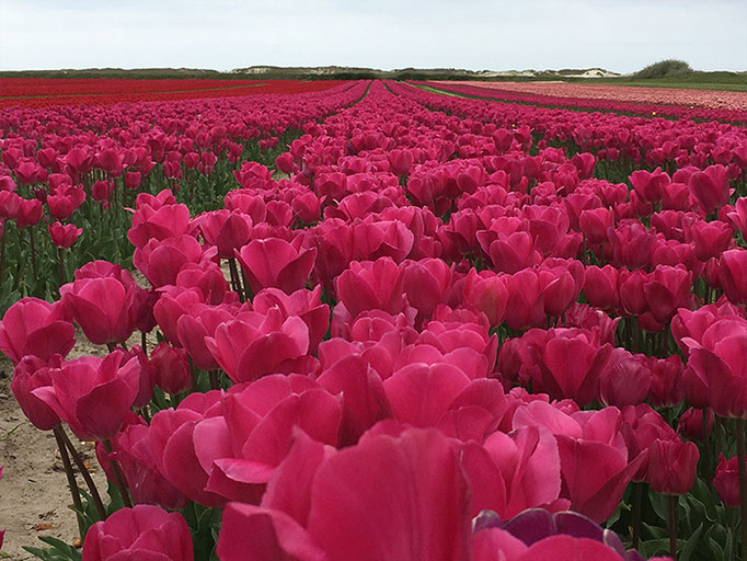 Tulpenblüte an Ostern