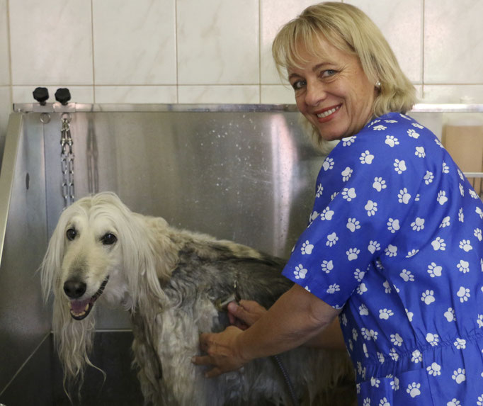 Afghane beim Hundefriseur