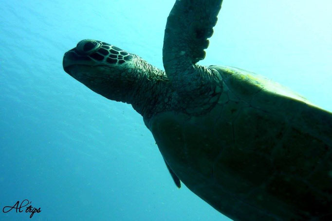 Australie - Grande Barrière de Corail