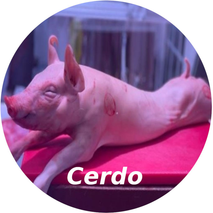 Cerdo