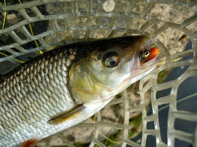 Fliegenfischerschule-Hessen // Fliegenfischen // Wurfkurse // Bindekurse // Guiding