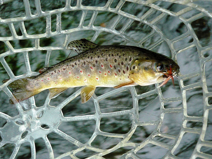 Fliegenfischerschule-Hessen // Fliegenfischen // Wurfkurse // Bindekurse // Guiding
