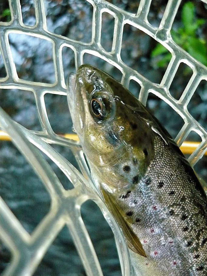 Fliegenfischerschule-Hessen // Fliegenfischen // Wurfkurse // Bindekurse // Guiding