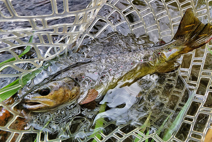 Fliegenfischen lernen / Fliegenfischen in Deutschland