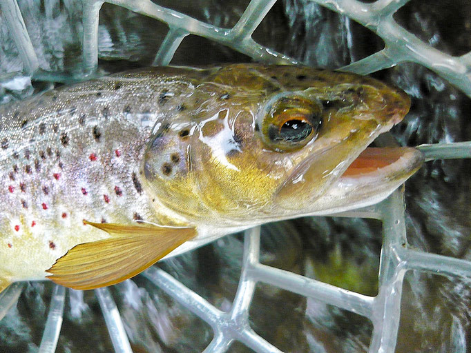 Fliegenfischerschule-Hessen // Fliegenfischen // Wurfkurse // Bindekurse // Guiding