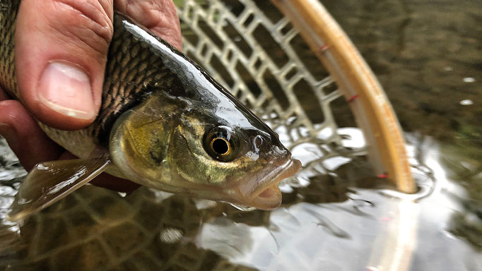 Fliegenfischen lernen in Deutschland / Wurfkurs / Fliegenfischerschule-Hessen